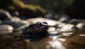 Green toad sitting on wet rock, looking generated by AI Royalty Free Stock Photo