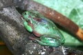 Green toad on a tree Royalty Free Stock Photo