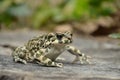 Green toad (Bufo viridis)