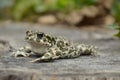 Green toad (Bufo viridis)