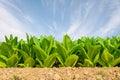Green tobacco field with plain blue sky background.Tobacco plant Royalty Free Stock Photo