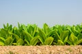 Green tobacco field with plain blue sky background.Tobacco plant Royalty Free Stock Photo