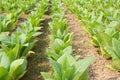 Green tobacco field. Royalty Free Stock Photo