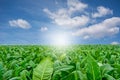 Green tobacco field with sky background. Royalty Free Stock Photo