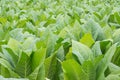 Green tobacco field. Royalty Free Stock Photo