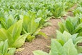 Green tobacco field. Royalty Free Stock Photo