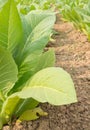 Green tobacco field. Royalty Free Stock Photo