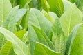 Green tobacco field. Royalty Free Stock Photo