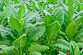 Green tobacco field in thailand in summer Royalty Free Stock Photo
