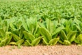 Green tobacco field,Tobacco plantation for Agricultural industr Royalty Free Stock Photo