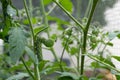 A green tobacco hornworm on the stem of a tomato plant in a home garden Royalty Free Stock Photo