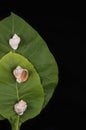 Green tobacco leaves and shells