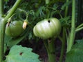 Green Tomato