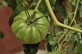 Green Tomato Royalty Free Stock Photo
