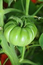 Green tomato Royalty Free Stock Photo