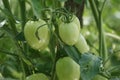 Green tomato (Solanum lycopersicum, Lycopersicon lycopersicum, Lycopersicon esculentum) on the tree Royalty Free Stock Photo