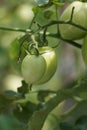 Green tomato (Solanum lycopersicum, Lycopersicon lycopersicum, Lycopersicon esculentum) on the tree Royalty Free Stock Photo