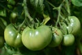 Green tomato Royalty Free Stock Photo