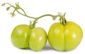 Green tomato branch isolated Royalty Free Stock Photo