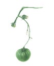 Green tomato on a branch, watercolor painting