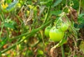 Green tomato on a bush Royalty Free Stock Photo