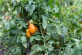 A green tomato bush with several ripening fruits. Bio agriculture. Selective focus