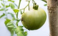 green tomato