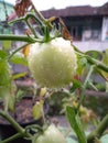 Green tomato with drop of water. Royalty Free Stock Photo