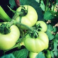 The green tomato