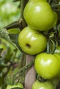 Bollworm feeding damage on green tomato fruit