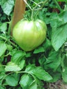 green tomato in the garden autumn