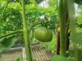 Green tomato in greenhouse Royalty Free Stock Photo