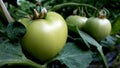 Green tomato in a greenhouse Royalty Free Stock Photo