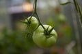 Green tomato in a greenhouse. Royalty Free Stock Photo