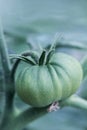 Green tomato in greenhouse Royalty Free Stock Photo