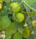 Two Green Tomato Royalty Free Stock Photo