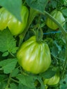 Green tomato growing in organic remote gardens Royalty Free Stock Photo