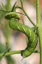 Green tomato hornworm Royalty Free Stock Photo