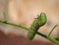 Green tomato hornworm