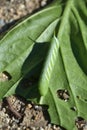 Green Tomato Hornworm on a Leaf with Holes Royalty Free Stock Photo
