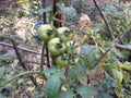 Green Tomato Indian Vegetables Food solanum lyco pocican Royalty Free Stock Photo