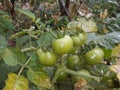 Green Tomato Indian Vegetables Food solanum lyco pocican Royalty Free Stock Photo