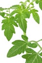 Green tomato leaves