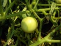 A Green Tomato in my rooftop garden astonished me in Burdwan, West Bengal, India.