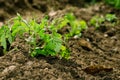 Green tomato plant