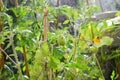 Tomato plant with green unripe tomatoes during rain shower Royalty Free Stock Photo