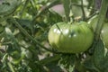 Green Tomato Plant - Green organic garden