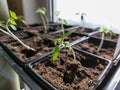Green tomato plant seedlings growing in a pot on the window sill. Vegetable seedling in pot Royalty Free Stock Photo