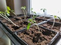 Green tomato plant seedlings growing in a pot on the window sill in bright sunlight. Vegetable seedling in pot. Indoor gardening Royalty Free Stock Photo