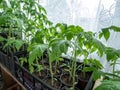 Green tomato plant seedlings growing in pots on the window sill in bright sunlight. Vegetable seedlings in pots. Indoor gardening Royalty Free Stock Photo